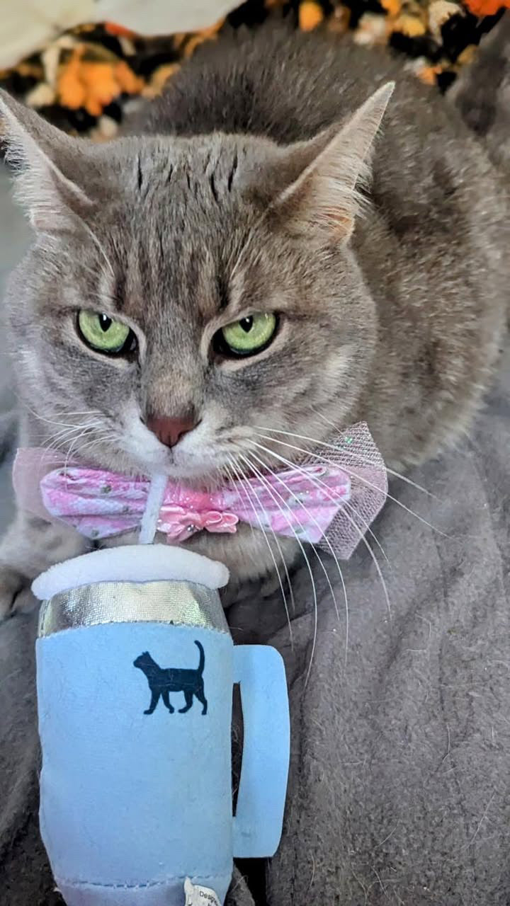 PUPROAR Kitty Cup Catnip Cat Toy