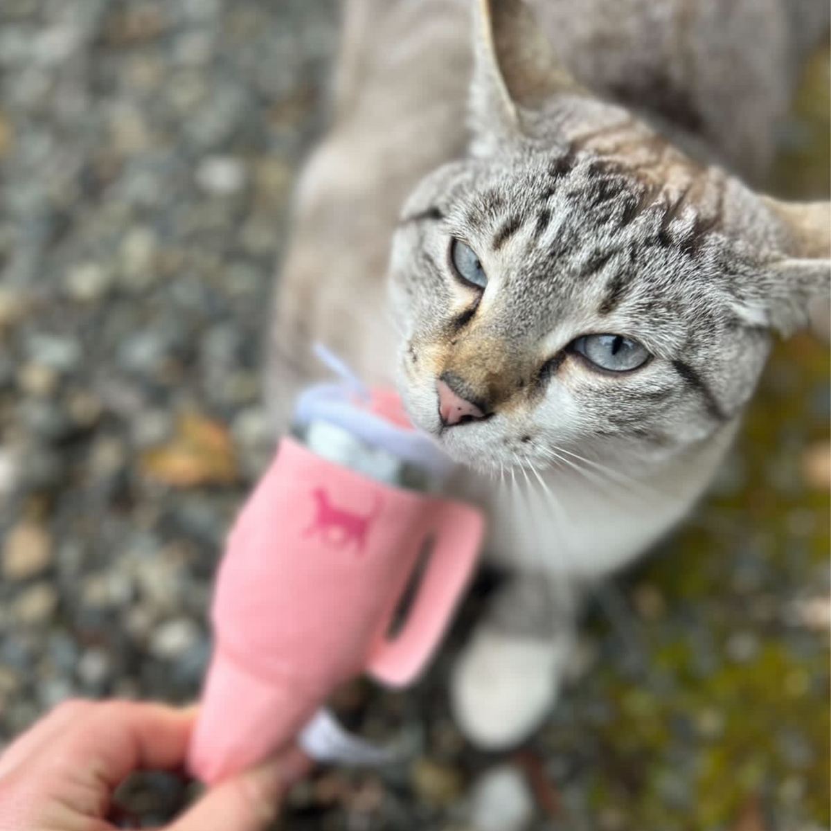 PUPROAR Kitty Cup Catnip Cat Toy