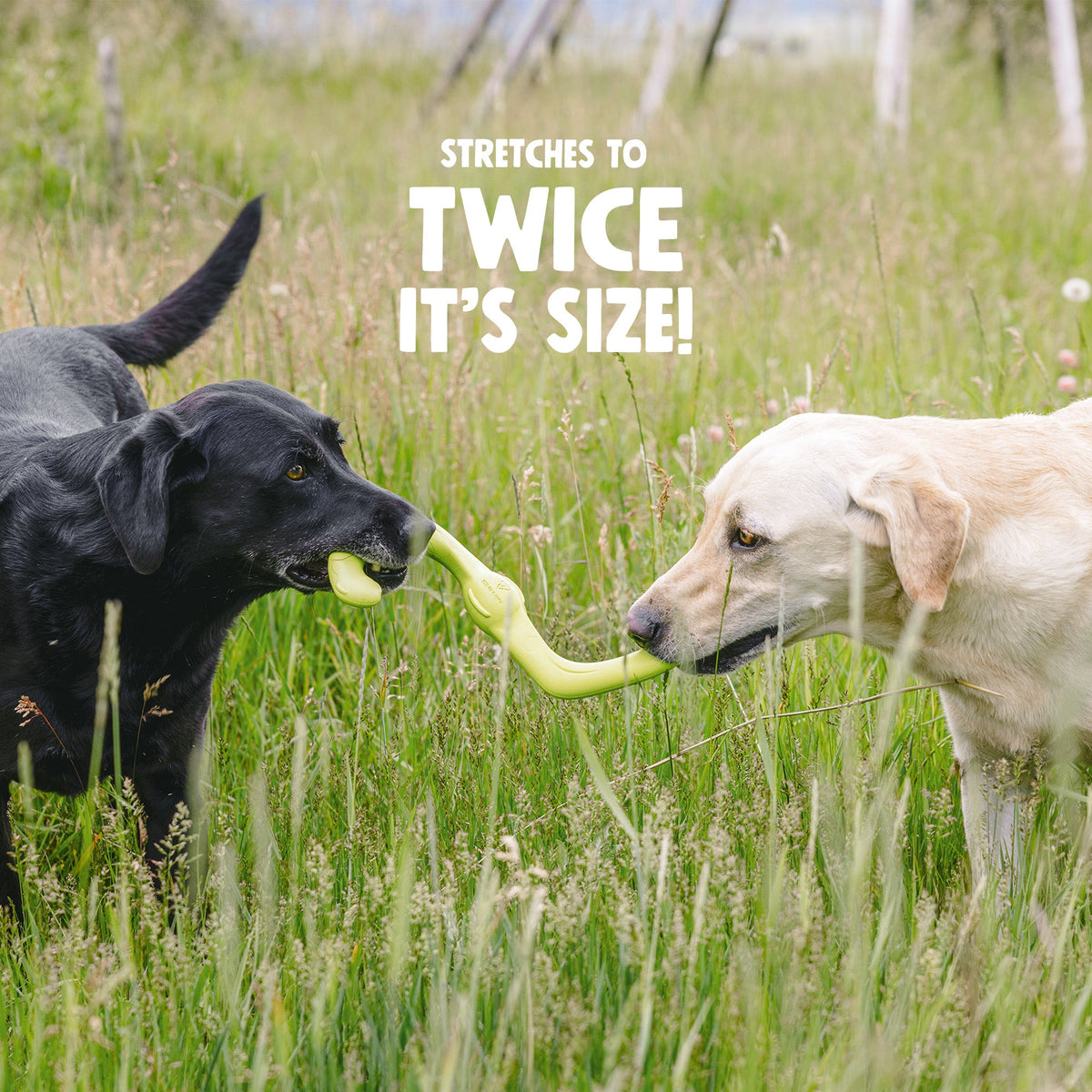 West Paw Bumi Stretchy Tug Toy