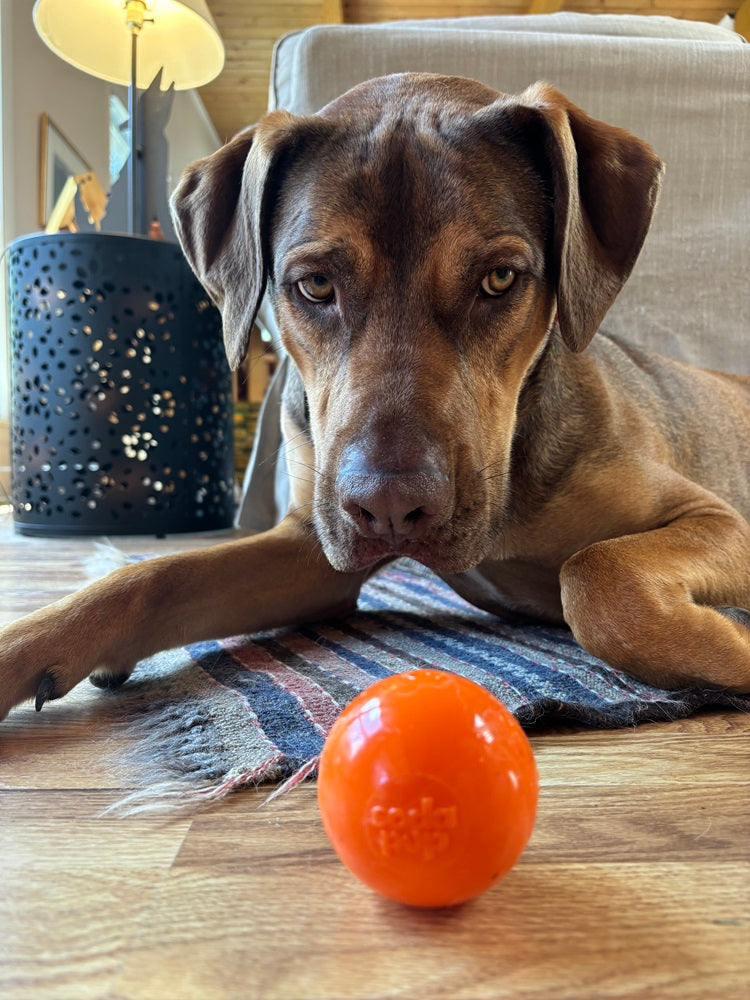 SodaPup Squeak Ball Floating Dog Toy