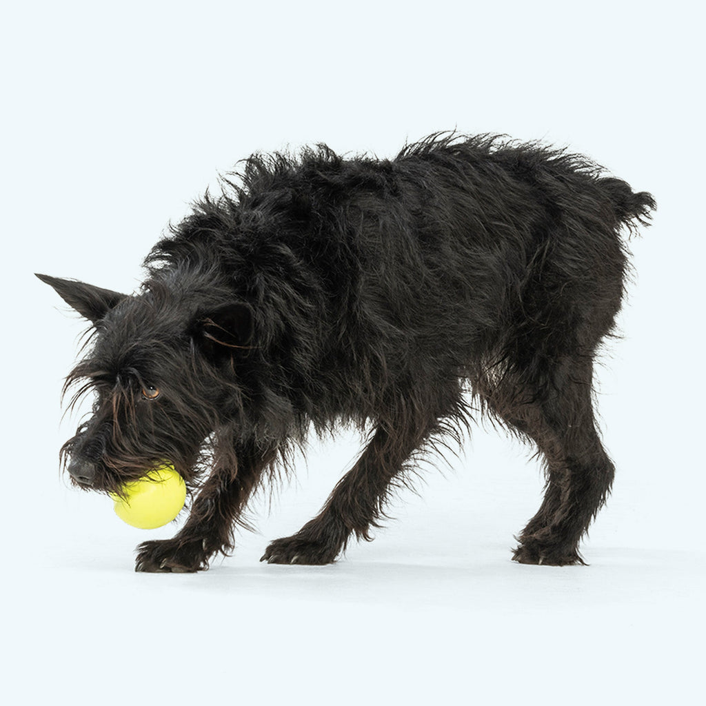 West Paw Jive Fetch Ball for Dogs