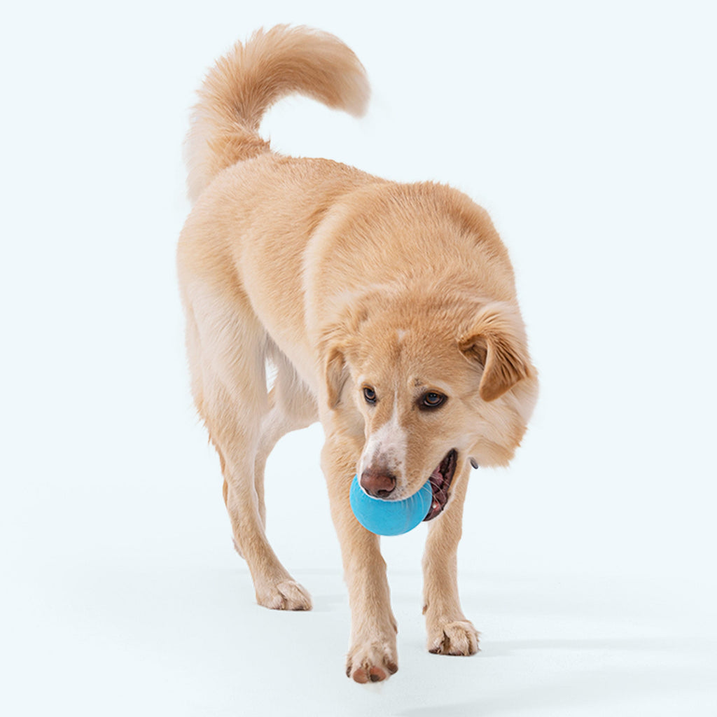 West Paw Jive Fetch Ball for Dogs