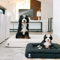 Wasatch Pup Luxury Orthopedic Dog Bed