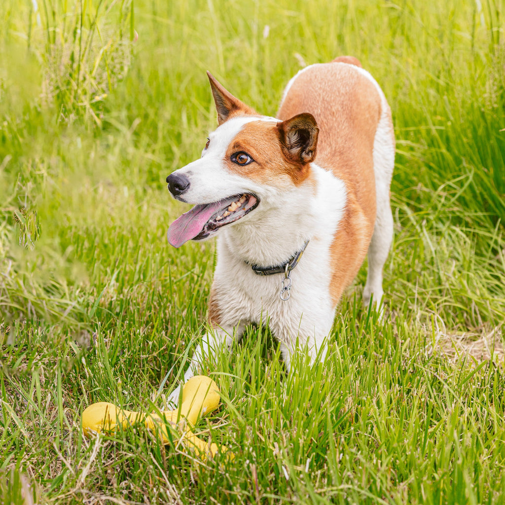 West Paw Skamp Floating Fetch Toy
