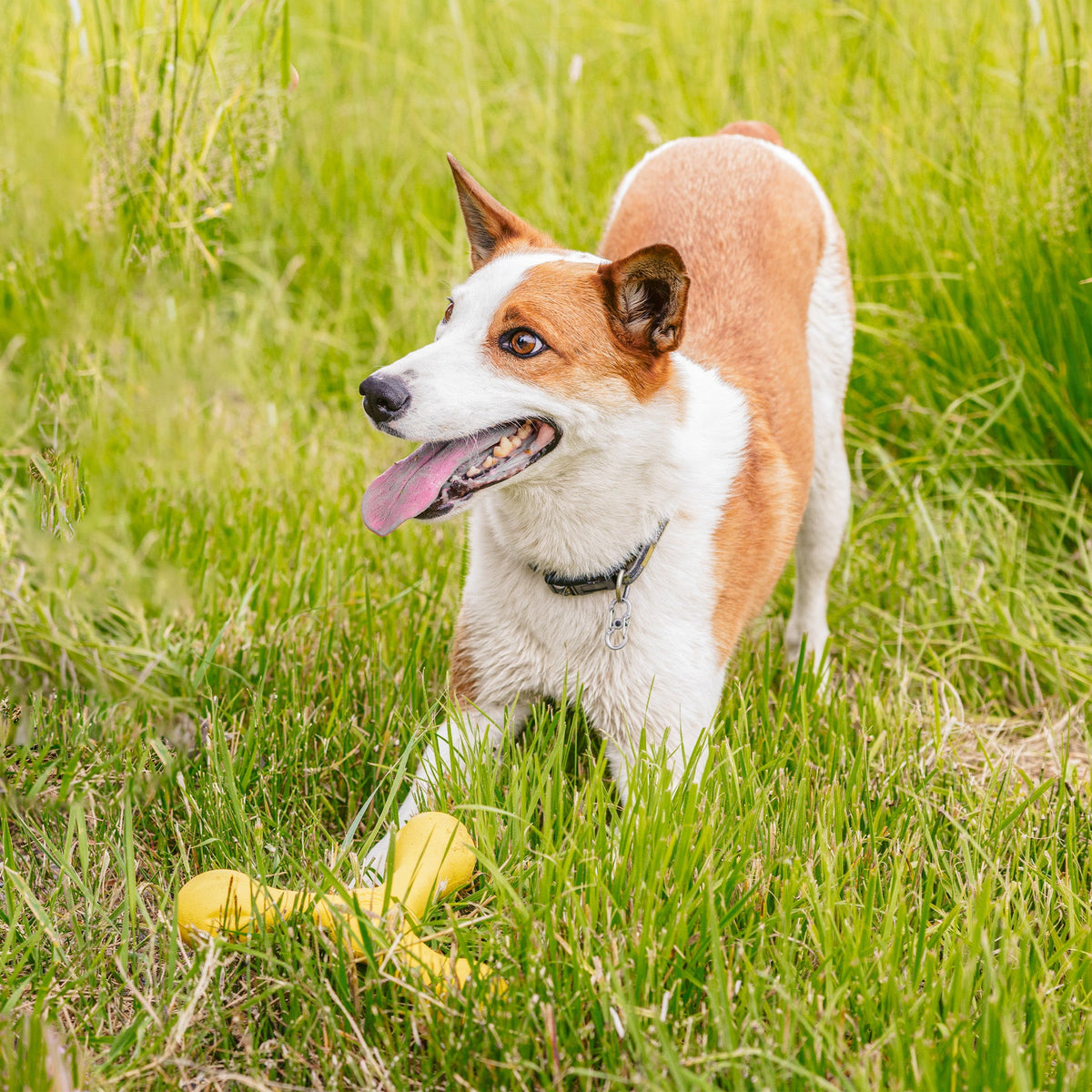 West Paw Skamp Floating Fetch Toy