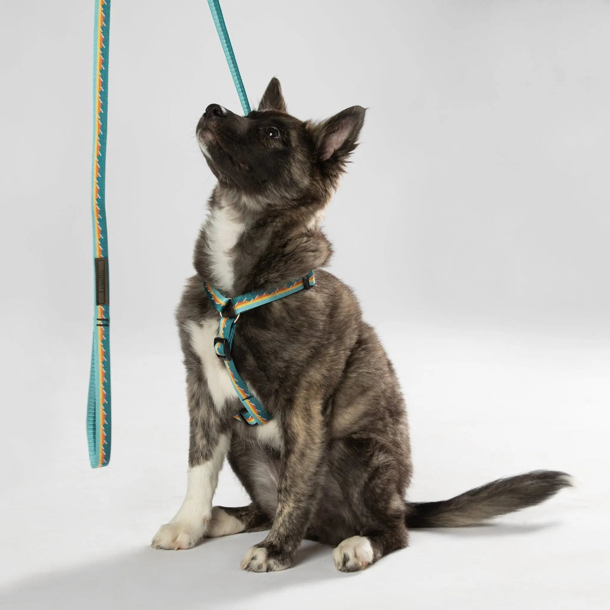 Luwello Classic 1" Dog Leash