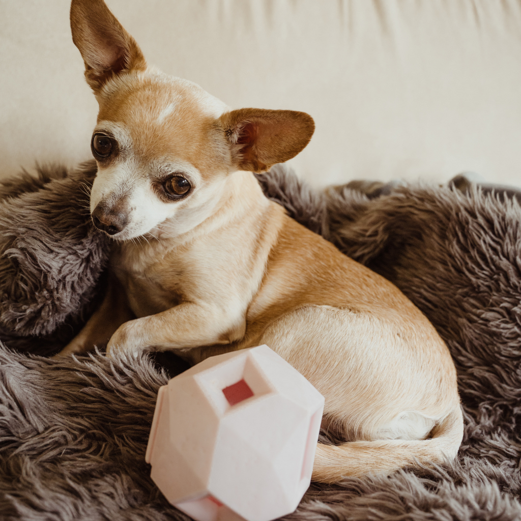 Up Dog Odin Treat Dispensing Toy