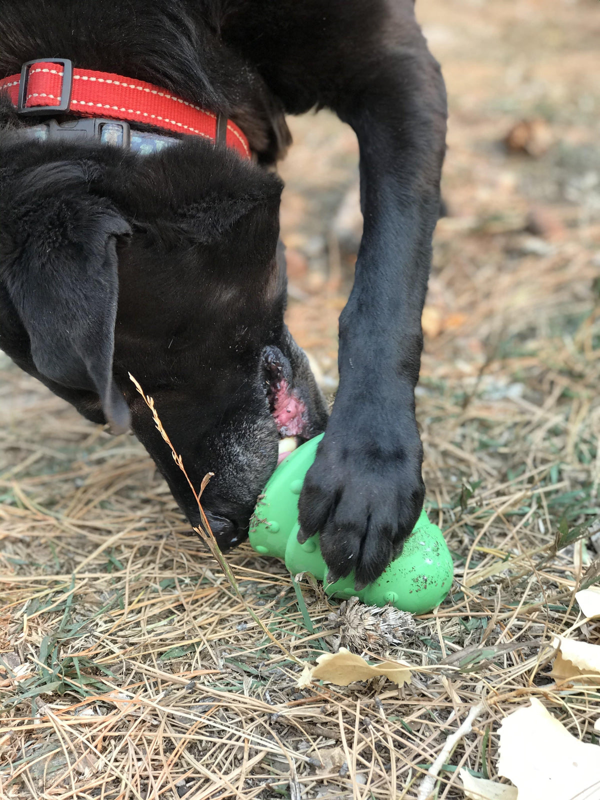 SodaPup Christmas Tree Treat-Dispensing Chew Toy